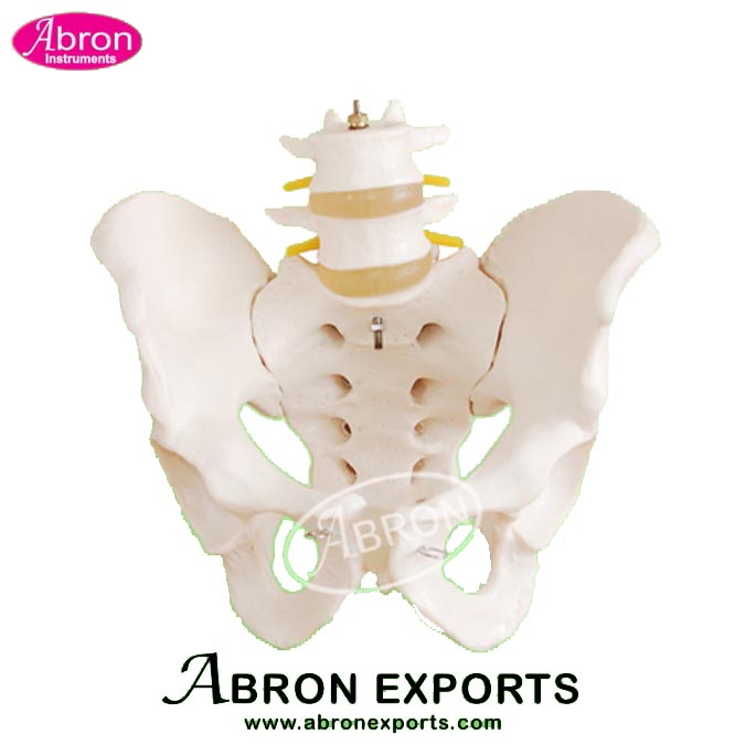 Model Human Reproductive Adult Female Pelvis Human Model AB-122PL
